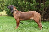 Z Krainy Przodkow - chien de Rouge de Baviere - Portée née le 24/11/2016