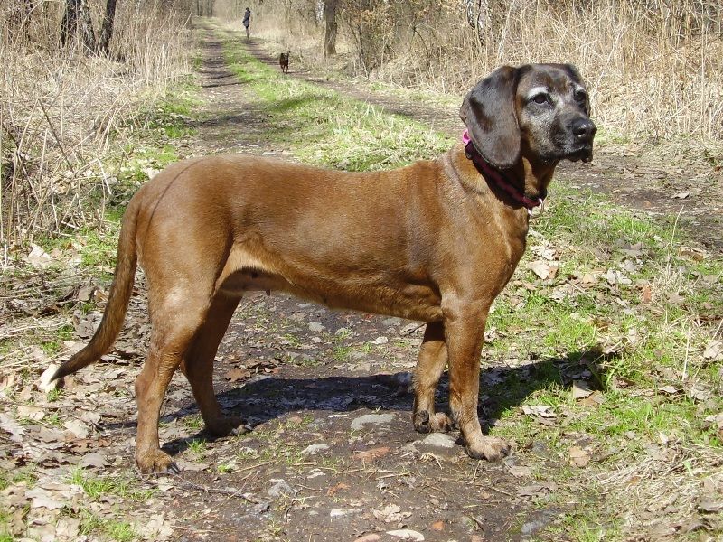 TR. CH. Gina herbu czarna maska