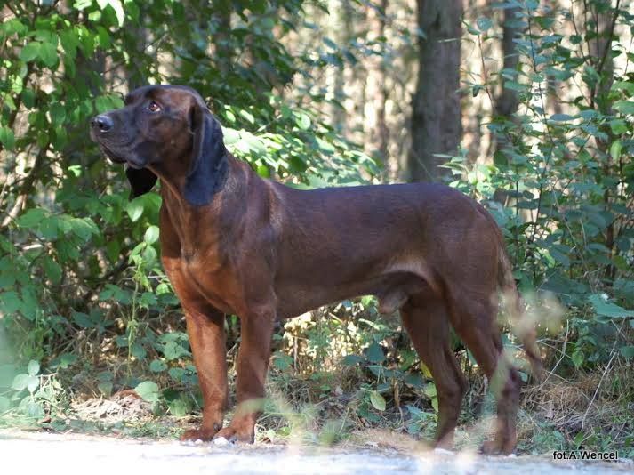 TR. CH. Canto z ivetkinho dvora
