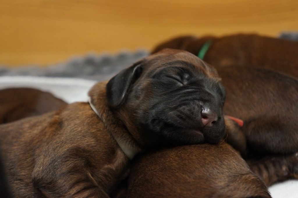 Z Krainy Przodkow - New Puppies