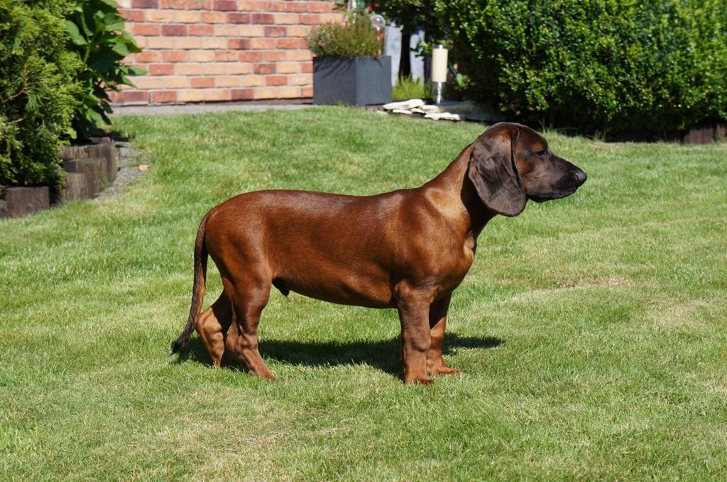 Chiot chien de Rouge de Baviere Z Krainy Przodkow